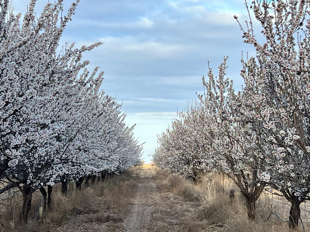 almendros